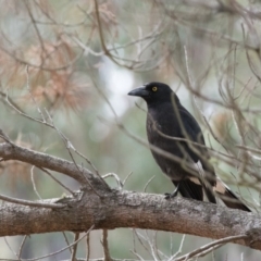 Strepera graculina (Pied Currawong) at Penrose, NSW - 8 Oct 2018 by NigeHartley