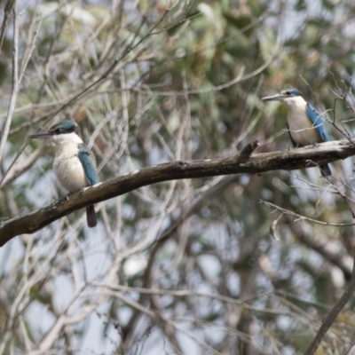 Todiramphus sanctus (Sacred Kingfisher) at Penrose - 8 Oct 2018 by NigeHartley