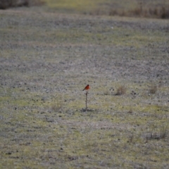 Petroica phoenicea (Flame Robin) at Rendezvous Creek, ACT - 4 Aug 2019 by Bernadette
