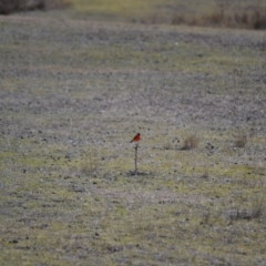 Petroica phoenicea (Flame Robin) at Rendezvous Creek, ACT - 3 Aug 2019 by Bernadette