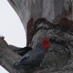 Callocephalon fimbriatum at Hughes, ACT - 29 Jul 2019