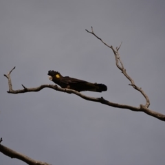 Zanda funerea (Yellow-tailed Black-Cockatoo) at Rendezvous Creek, ACT - 3 Aug 2019 by Bernadette