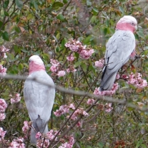 Eolophus roseicapilla at Hughes, ACT - 29 Jul 2019 09:39 AM