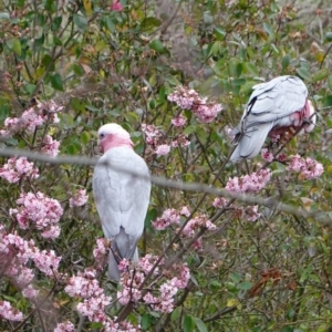 Eolophus roseicapilla at Hughes, ACT - 29 Jul 2019