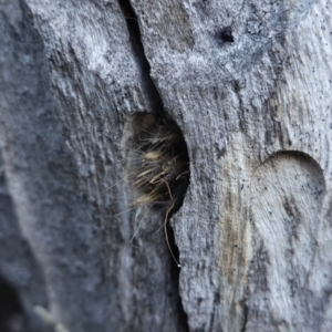 Isodontia sp. (genus) at Deakin, ACT - 28 Jul 2019 04:09 PM