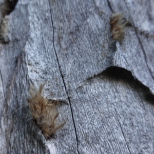 Isodontia sp. (genus) at Deakin, ACT - 28 Jul 2019 04:09 PM