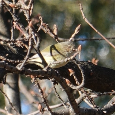 Smicrornis brevirostris (Weebill) at Deakin, ACT - 28 Jul 2019 by JackyF