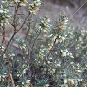 Melichrus urceolatus at Deakin, ACT - 28 Jul 2019