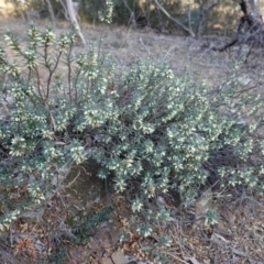 Melichrus urceolatus at Deakin, ACT - 28 Jul 2019