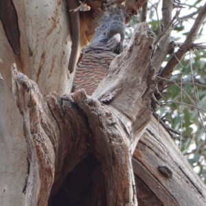 Callocephalon fimbriatum at Hughes, ACT - suppressed