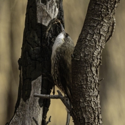 Cormobates leucophaea (White-throated Treecreeper) at Red Hill, ACT - 27 Jul 2019 by JonSteinbeck