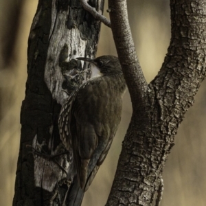 Cormobates leucophaea at Red Hill, ACT - 27 Jul 2019