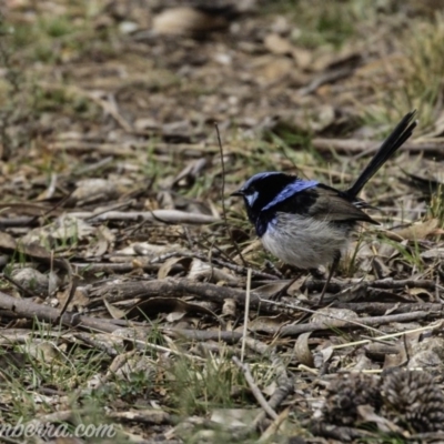 Malurus cyaneus (Superb Fairywren) at Red Hill, ACT - 27 Jul 2019 by BIrdsinCanberra