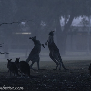 Macropus giganteus at Garran, ACT - 27 Jul 2019