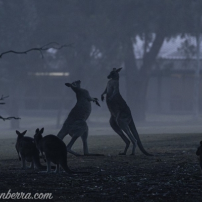 Macropus giganteus (Eastern Grey Kangaroo) at Federal Golf Course - 26 Jul 2019 by BIrdsinCanberra