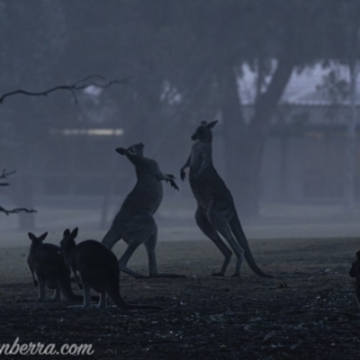 Macropus giganteus (Eastern Grey Kangaroo) at Federal Golf Course - 27 Jul 2019 by JonSteinbeck