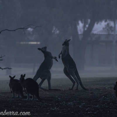 Macropus giganteus (Eastern Grey Kangaroo) at Garran, ACT - 27 Jul 2019 by BIrdsinCanberra