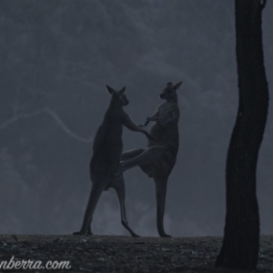 Macropus giganteus at Garran, ACT - 27 Jul 2019