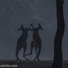 Macropus giganteus at Garran, ACT - 27 Jul 2019