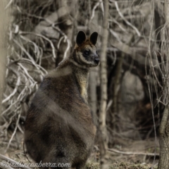 Wallabia bicolor (Swamp Wallaby) at Red Hill Nature Reserve - 26 Jul 2019 by BIrdsinCanberra
