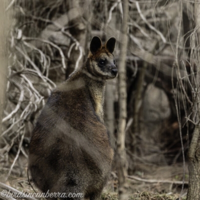 Wallabia bicolor (Swamp Wallaby) at Red Hill, ACT - 27 Jul 2019 by BIrdsinCanberra