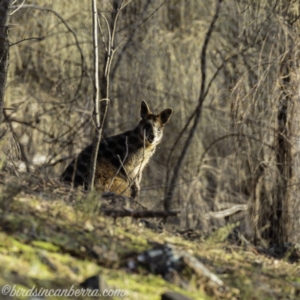 Wallabia bicolor at Red Hill, ACT - 27 Jul 2019