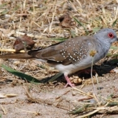 Geopelia cuneata (Diamond Dove) at Stromlo, ACT - 19 Dec 2007 by Harrisi