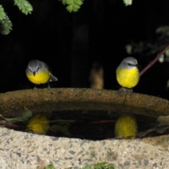 Eopsaltria australis (Eastern Yellow Robin) at Acton, ACT - 30 Jul 2019 by TimL