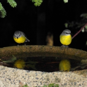 Eopsaltria australis at Acton, ACT - 30 Jul 2019