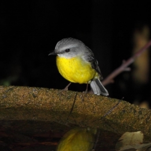 Eopsaltria australis at Acton, ACT - 30 Jul 2019