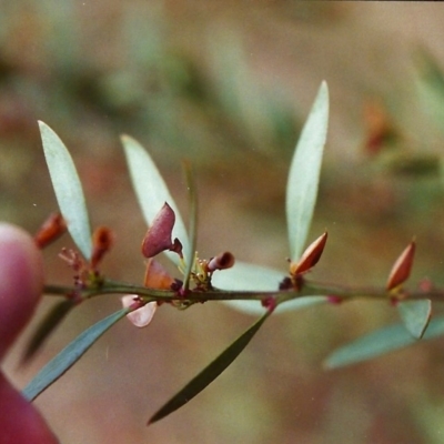 Daviesia mimosoides (Bitter Pea) at Tuggeranong Hill - 16 Dec 1999 by michaelb