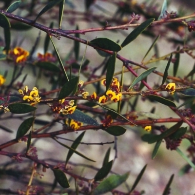 Daviesia mimosoides (Bitter Pea) at Tuggeranong Hill - 26 Sep 2000 by michaelb