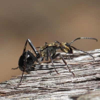 Polyrhachis semiaurata (A golden spiny ant) at Acton, ACT - 30 Jul 2019 by TimL