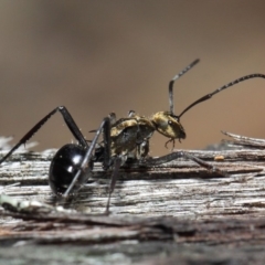 Polyrhachis semiaurata at Acton, ACT - 30 Jul 2019 12:52 PM