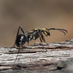 Polyrhachis semiaurata at Acton, ACT - 30 Jul 2019