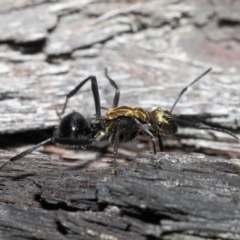 Polyrhachis semiaurata at Acton, ACT - 30 Jul 2019