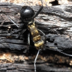 Polyrhachis semiaurata at Acton, ACT - 30 Jul 2019 12:52 PM