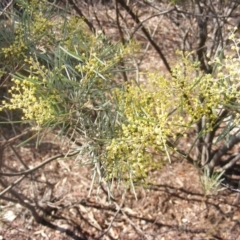 Acacia boormanii (Snowy River Wattle) at Hall, ACT - 2 Aug 2019 by MichaelMulvaney