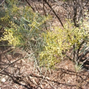 Acacia boormanii at Hall, ACT - 2 Aug 2019