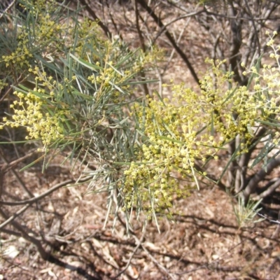 Acacia boormanii (Snowy River Wattle) at Hall, ACT - 2 Aug 2019 by MichaelMulvaney