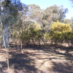 Acacia boormanii at Hall, ACT - 2 Aug 2019