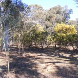 Acacia boormanii at Hall, ACT - 2 Aug 2019