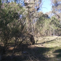 Chamaecytisus palmensis at Hall, ACT - 2 Aug 2019 12:36 PM