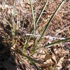 Dianella sp. aff. longifolia (Benambra) (Pale Flax Lily, Blue Flax Lily) at Hall, ACT - 2 Aug 2019 by MichaelMulvaney