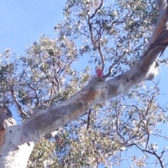 Eolophus roseicapilla (Galah) at Aranda, ACT - 4 Aug 2019 by KMcCue