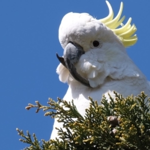 Cacatua galerita at Florey, ACT - 5 Aug 2019 12:10 PM