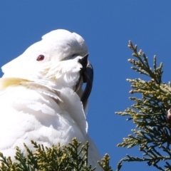 Cacatua galerita at Florey, ACT - 5 Aug 2019 12:10 PM