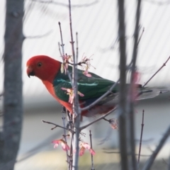 Alisterus scapularis (Australian King-Parrot) at Penrose - 18 Oct 2018 by NigeHartley