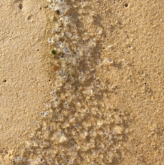 Unidentified Jellyfish or Hydroid  at Tura Beach, NSW - 5 Aug 2019 by Steff