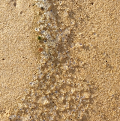 Unverified Jellyfish or Hydroid  at Tura Beach, NSW - 5 Aug 2019 by Steff